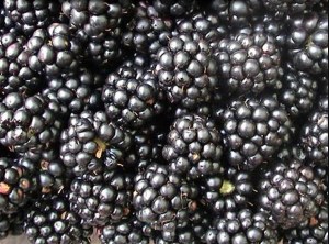 Blackberry Chester Thornless